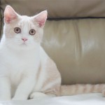 英國短毛貓 英短 British Shorthair
